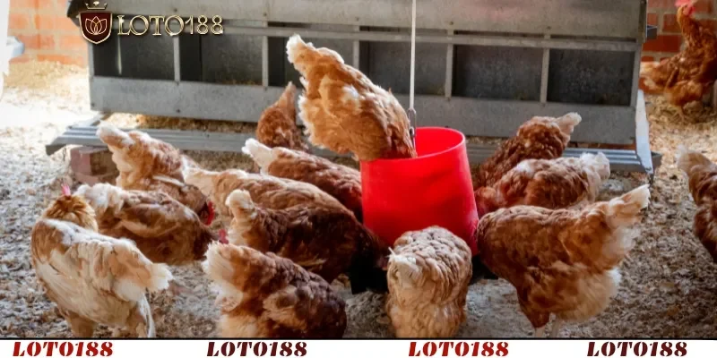 Bệnh và tác động đến ngành chăn nuôi gà